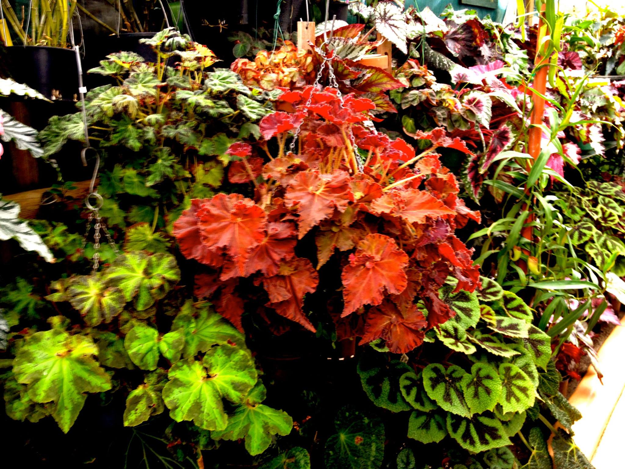 B. ‘Adobe’